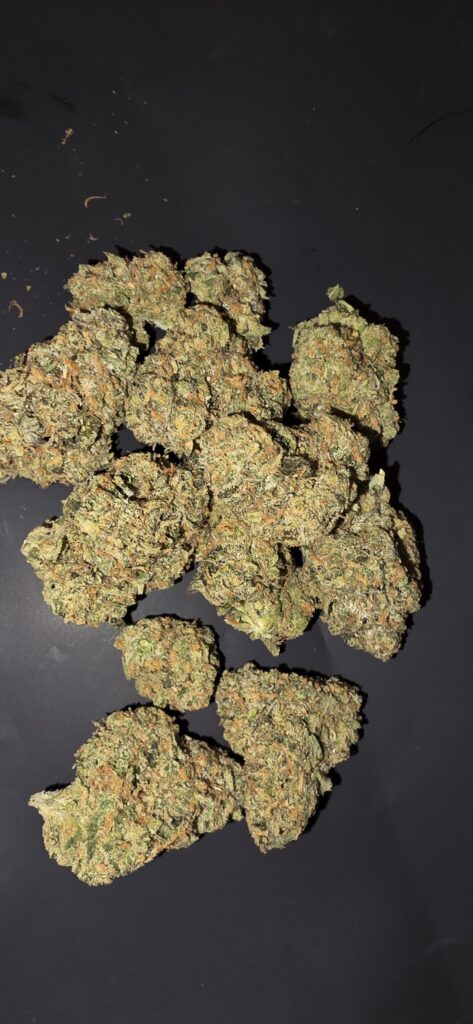 Crescendo (Sativa)