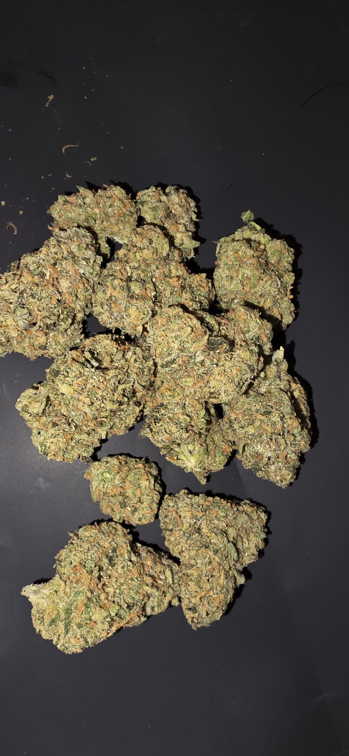 Crescendo (Sativa)