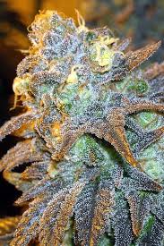 Shiskaberry