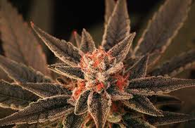 Bruce Banner #3